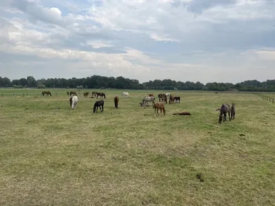 Stal 't Hofstee