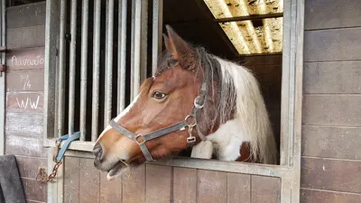 Paardensportcentrum X-tern