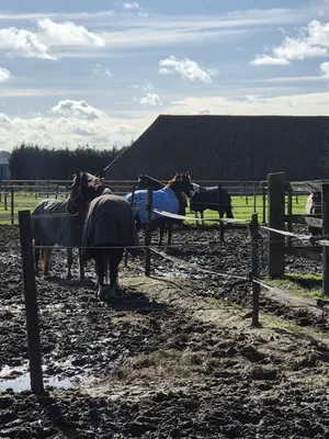 Stal Jespers & Manege Hoeveneind