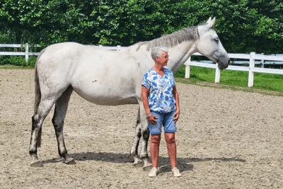 Stal rosenboom