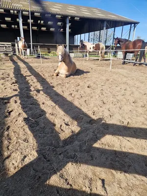 Star-Stables