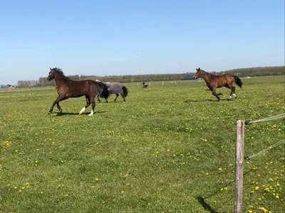 Stal Heringa
