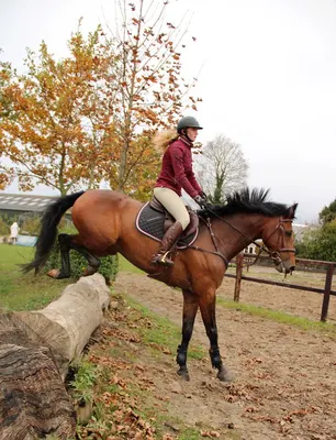 Koopman Horses