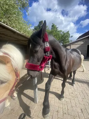 Sissi Dreamstables