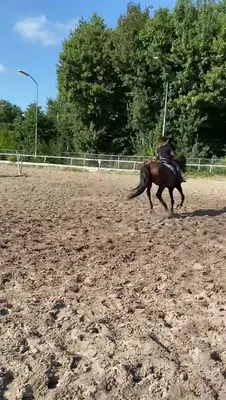 Paardensportvereniging Van 't Knoal