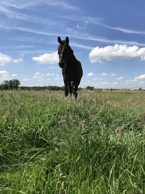 NCP Services - Nina's Stable
