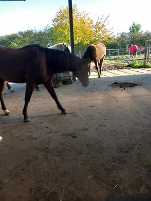 Horse And Soul