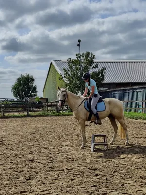 Paard & gedrag by Britt