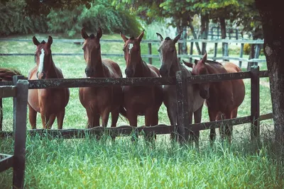 Visie op paarden en paardrijden