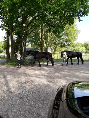 Stal D'n eerste stap