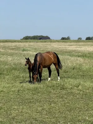 De Jong Sportpaarden