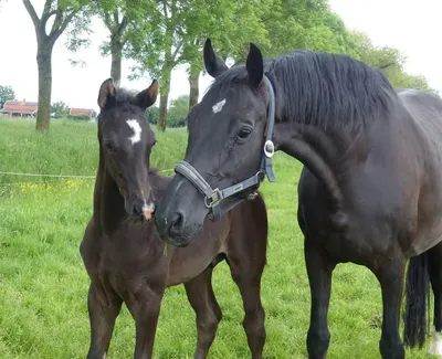Paardenopfok Culemborg