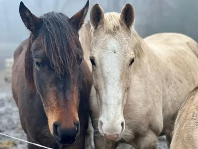 Paardenpension De Everketel / Paardentaxi Horses On Wheels