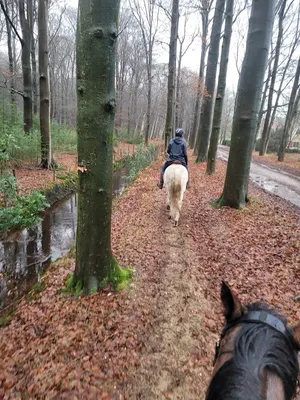 Wegerif. Jongvee opfok, pensionstal voor paarden, landschapsonderhoud