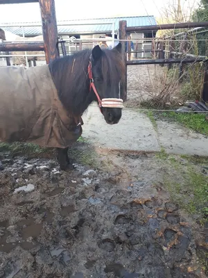Horse Team