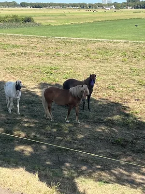 IJslandse Paarden fra Spor