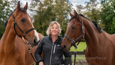 Greenfield Horses