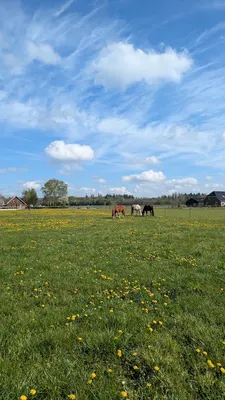 Het Paardenwelzijnscentrum