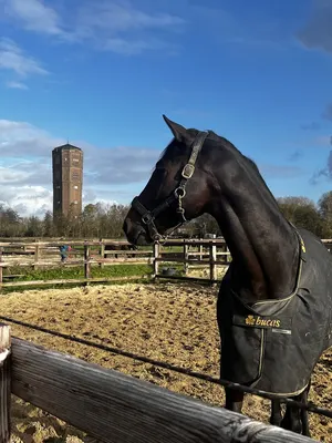 K&L Stables