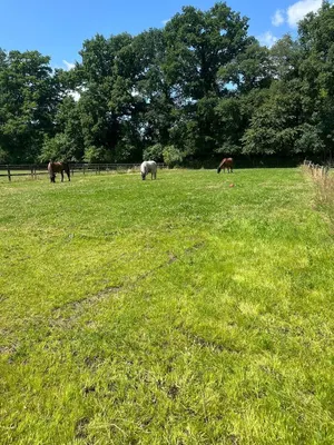 A.N.I Stables