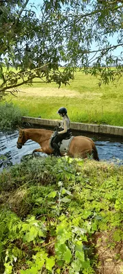 Paardenpension J.J. Hettinga