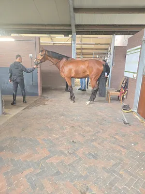 Paardenhandel Maarten Kamphuis