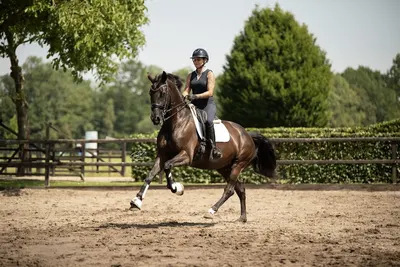 Fonk Sporthorses