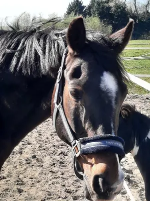 Paardenrusthuis d'Oude Dag