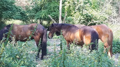 Nature Horse Paradise