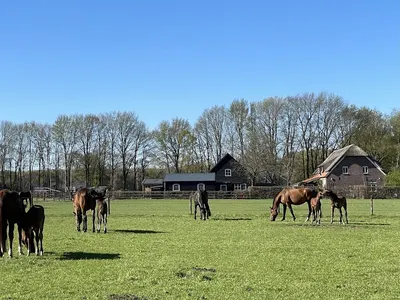 Cts dressage