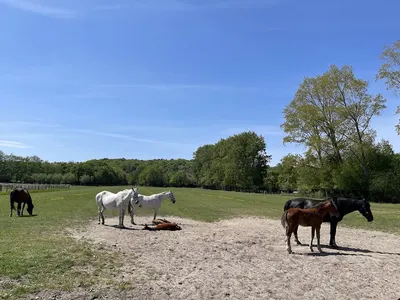 Hagenhorst Horses B.V.