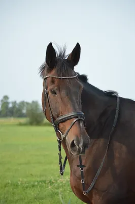 VV Stables Wijdenes