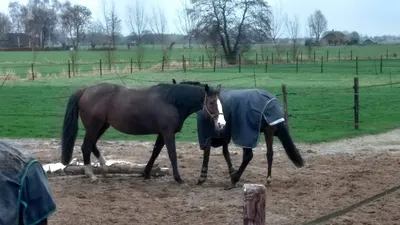 Paardenresidentie