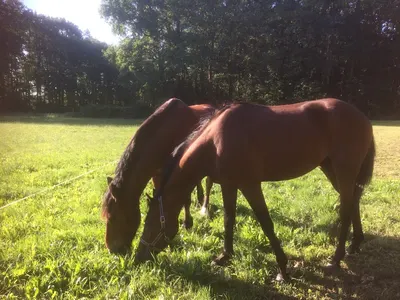 Complete Connection Horsetraining