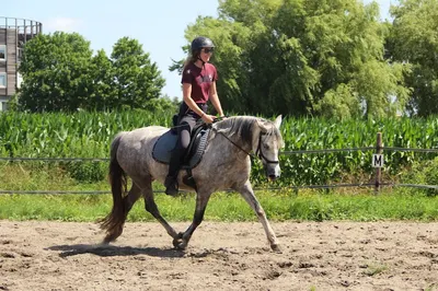 Equilution