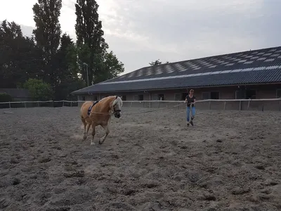 Manege Pensionstal De Hooge Stee