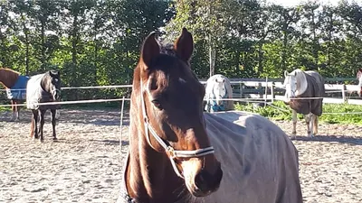 Ruitersportvereniging De Scheldestad