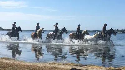Paardenpraktijk Wolphaartsdijk