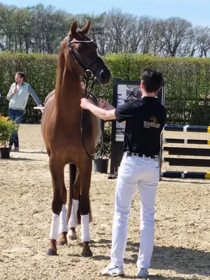 Brinkman Horses ( Spring- en africhtingsstal Eddie Brinkman )
