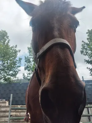 Manege de spoorruiters