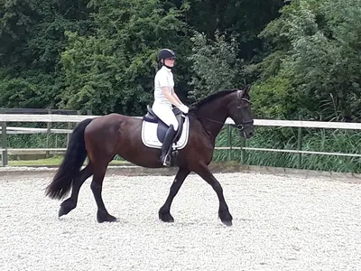 HCH Hippisch Centrum Harmelen 🐎