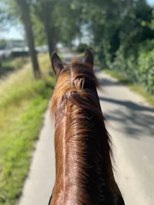 Dressuur- en Pensionstal De Cavalier