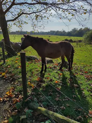 Stal De Beekzijde Vasse