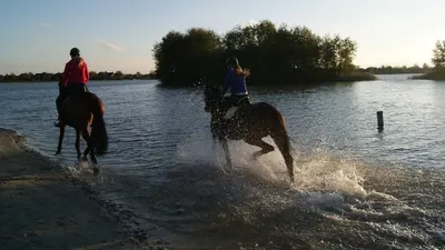 Help with Horses