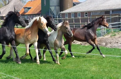 KDG Friesian Horses