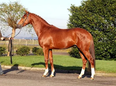 STAL JOPPE